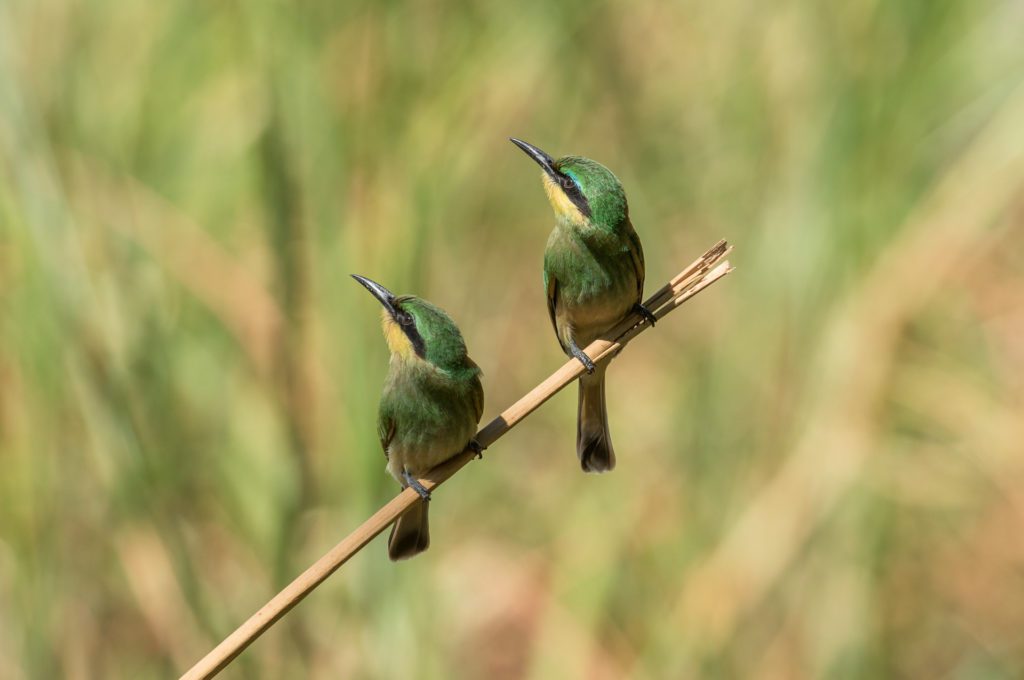 Little bee-eater on an safari tour of the Okavango Delta, Botswana