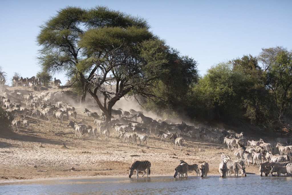Meno A Kwena Safari lodge, Boteti River, near Makgadikgadi Salt pans in Botswana