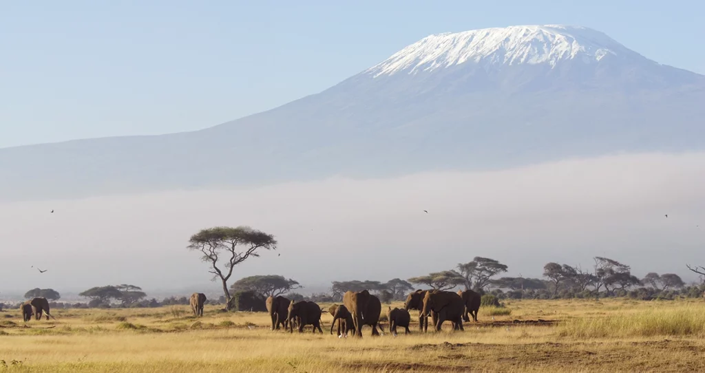 Tanzania, a herd of elephants with Mount Kilimanjaro in the background