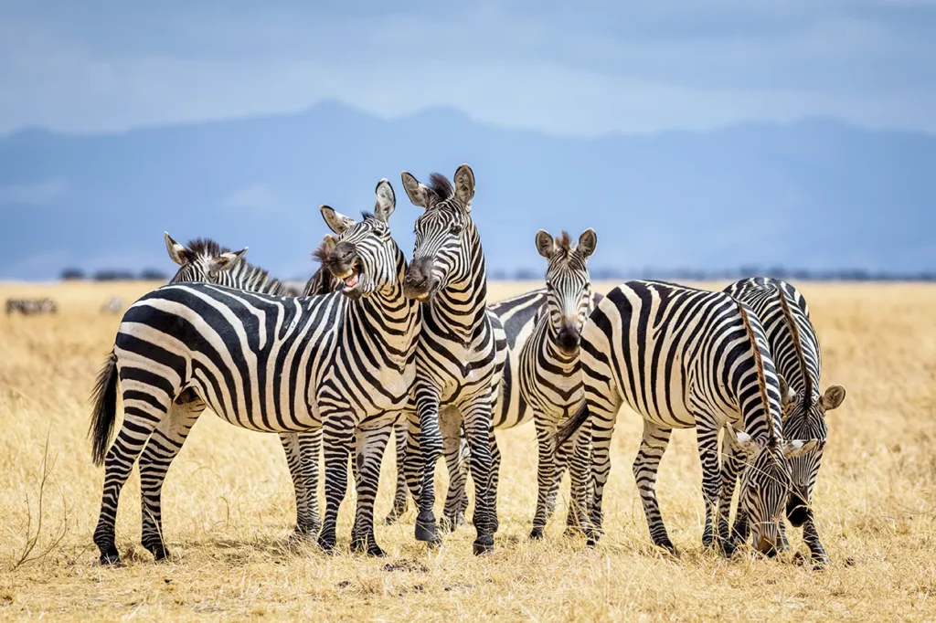 a dazzle of Zebra in Tarangire National Park in Tanzania