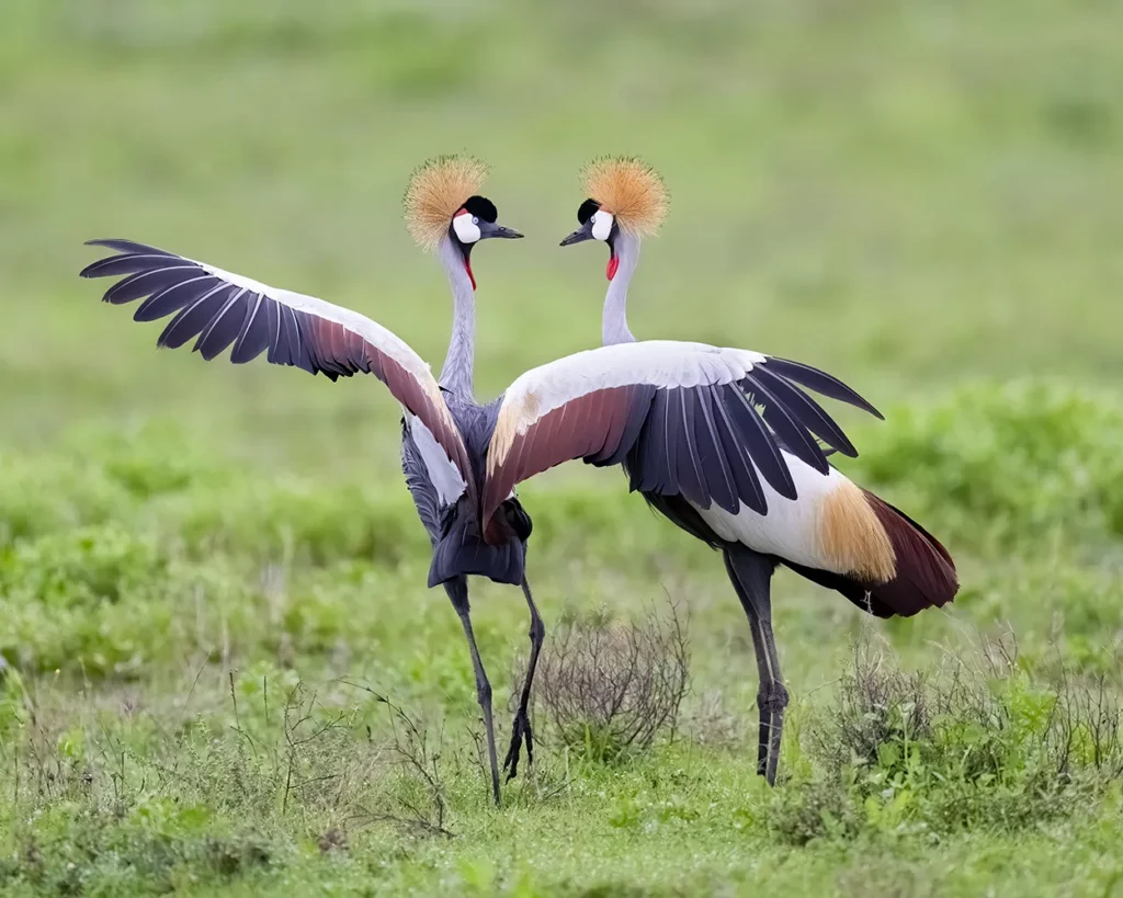 a mating pair of grey crowned crane in Ngorongoro Crater in Tanzania