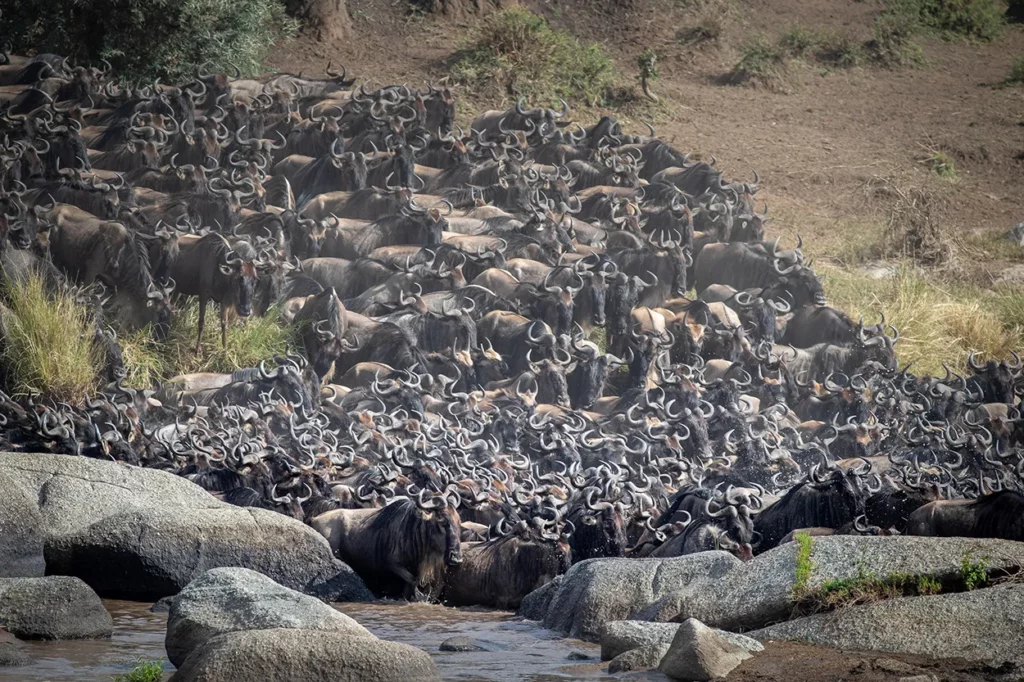 Wildebeest preparing to cross the Mara river in the Serengeti in Tanzania