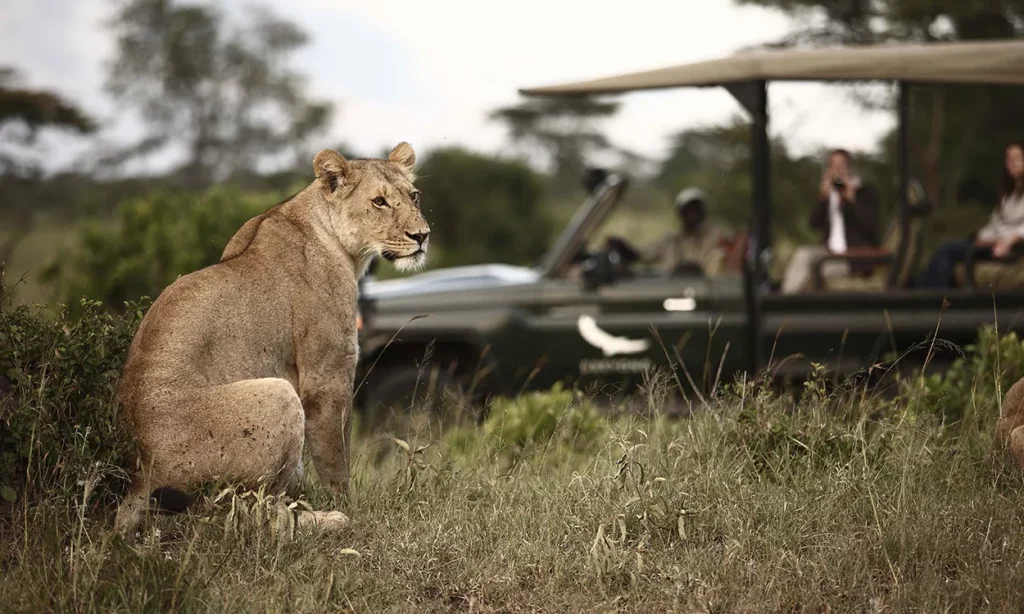 Lion on a game drive in Tanzania