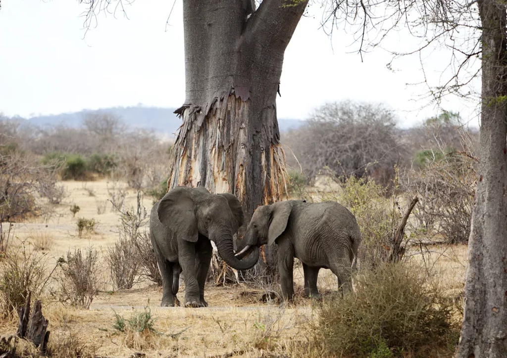 Two elephants interacting near a large tree in Ruaha, Tanzania