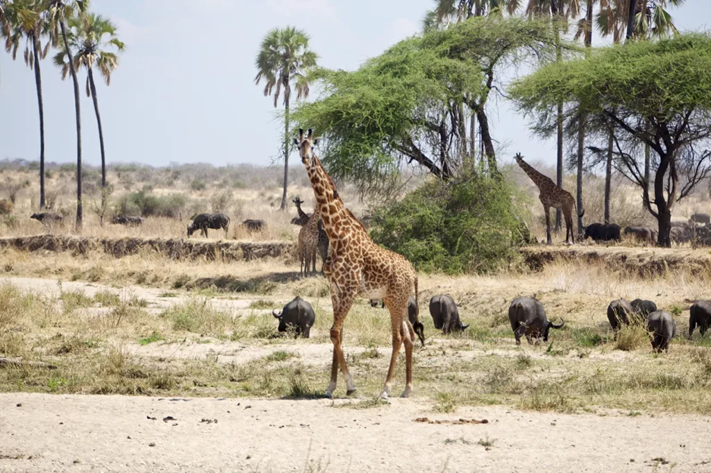 a lone Giraffe in the dry season in Ruaha, Tanzania
