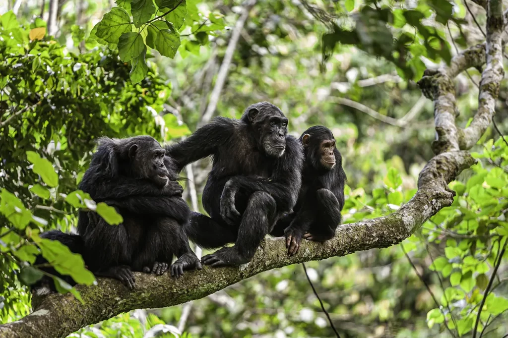 a family of Cimpanzees in Mahale Mountains National Park in Western Tanzania