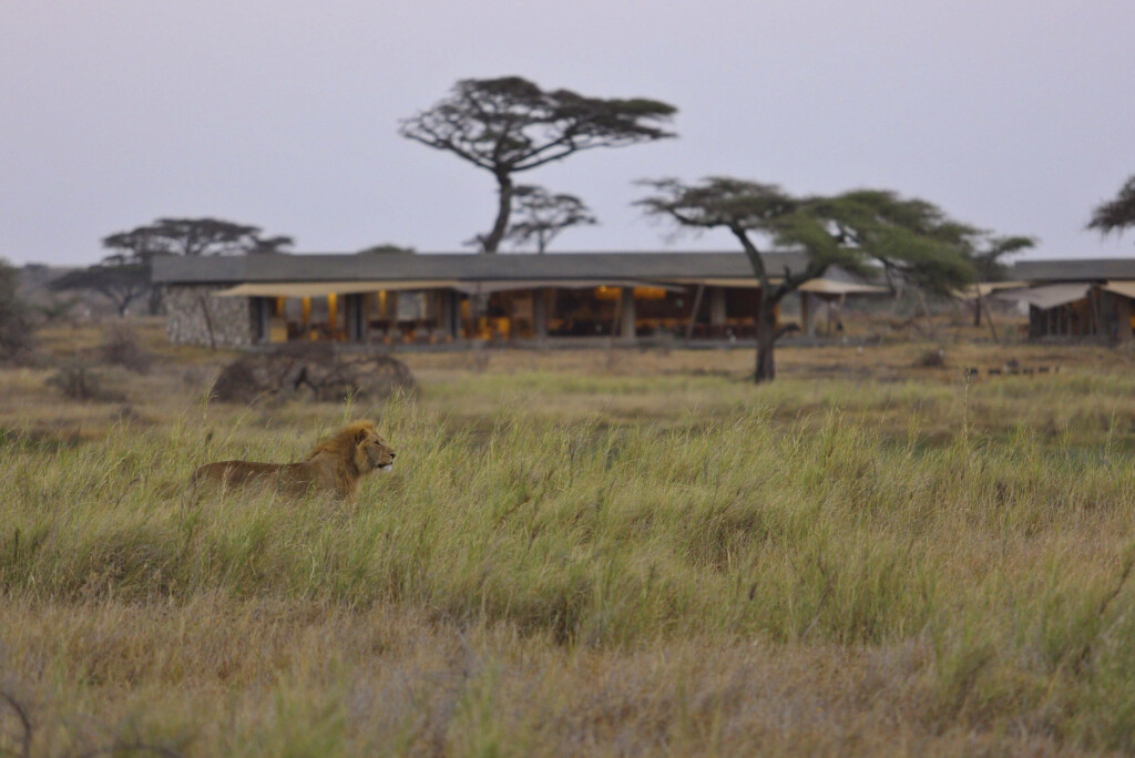 Namiri-Plains-Serengeti-Tanzania-Safari-acomodation-camp-exterior-view-lion