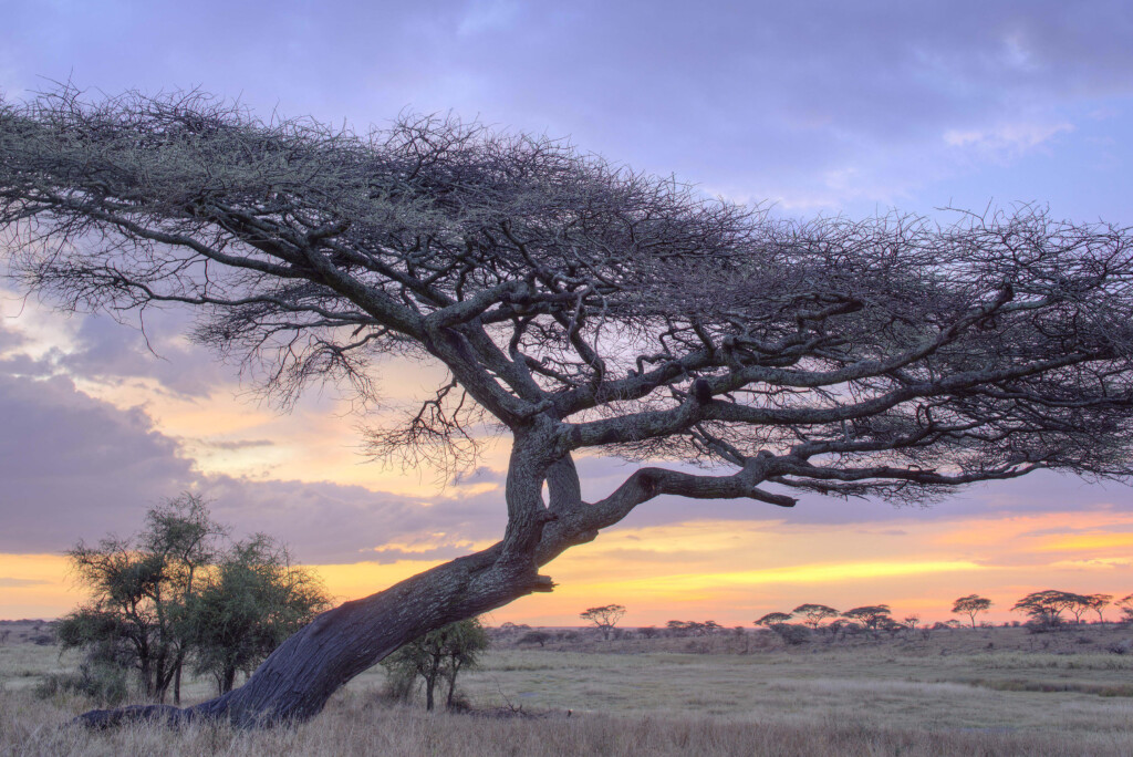 Namiri-Plains-Serengeti-Tanzania-Safari-view-endless-plains