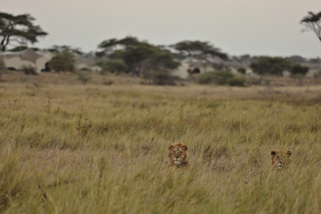Namiri-Plains-Serengeti-Tanzania-safari-main-camp-lions-in-the-grass