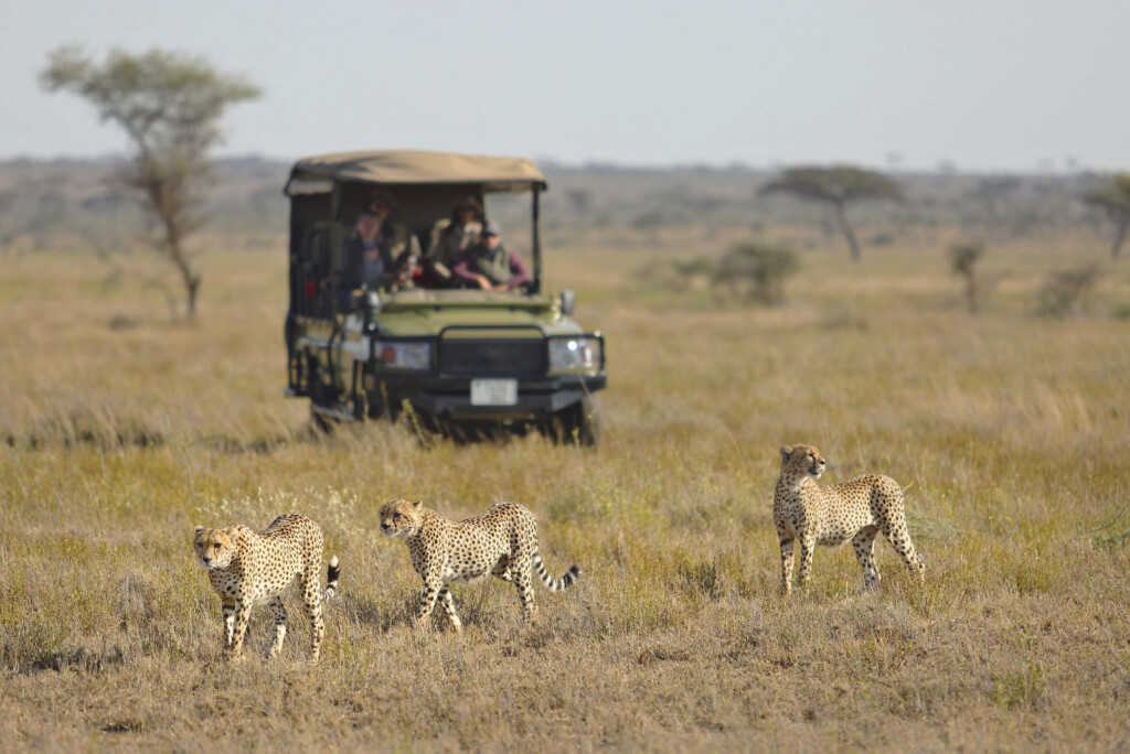 Namiri-Plains-Serengeti-Tanzania-Safari-game-drive-cheetah