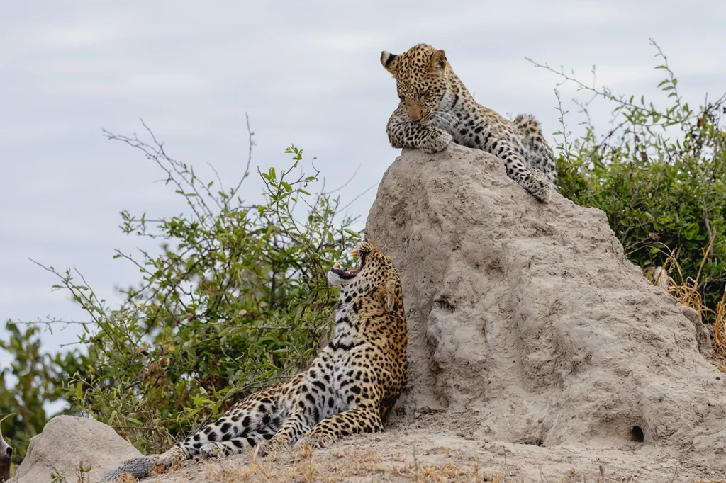 Two leopards playing on an ant hill.