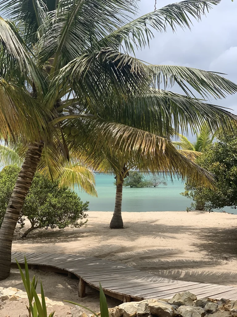 Wooden beach walkway with palm trees at beach lodge.