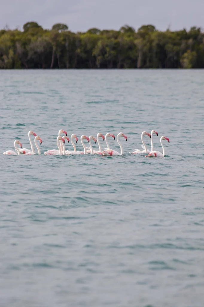 Flamingoes swimming in a mangrove in Mozambique.