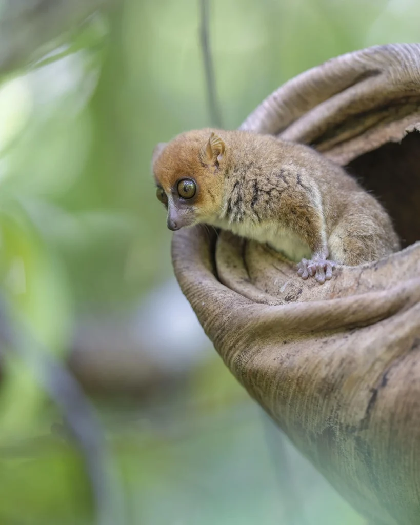 Mouse lemur, Madagascar